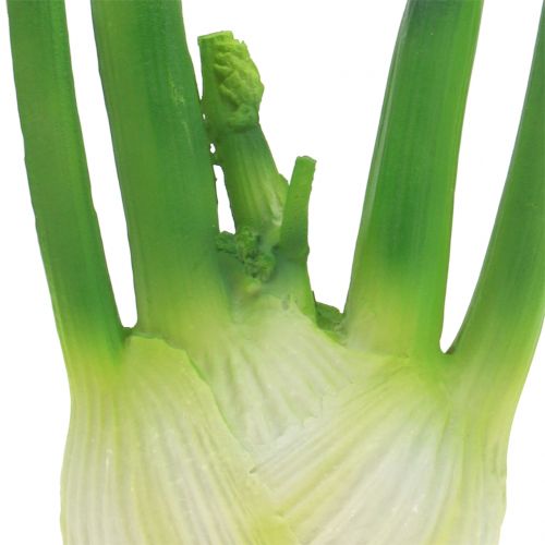 Floristik24 Fenouil 15cm