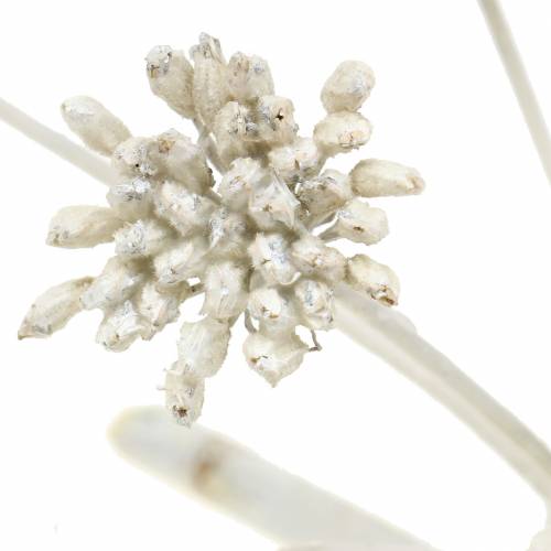 Floristik24 Branche de fenouil avec pistil blanchies H. 22 cm