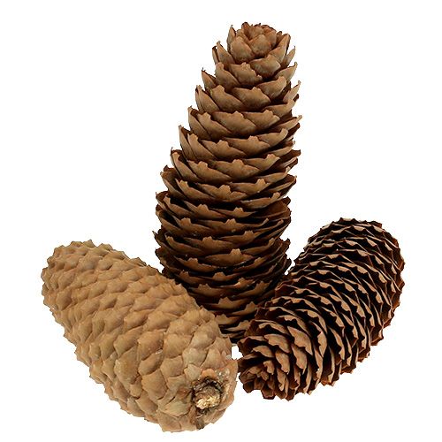 Article Pommes d&#39;épicéa naturelles pommes de pin 5kg