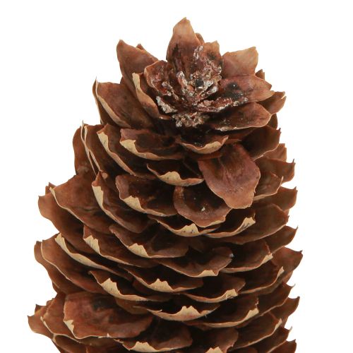 Article Cônes d'épicéa cônes décoratifs naturels pour l'artisanat 10-11cm 5 pcs