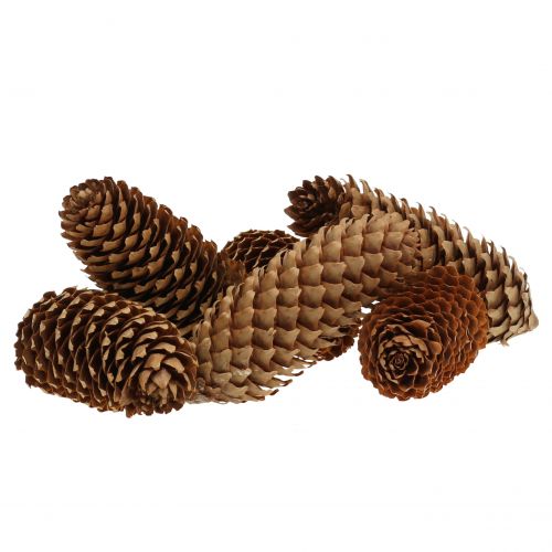 Floristik24 Cônes d&#39;épicéa nature 13cm 12 pcs