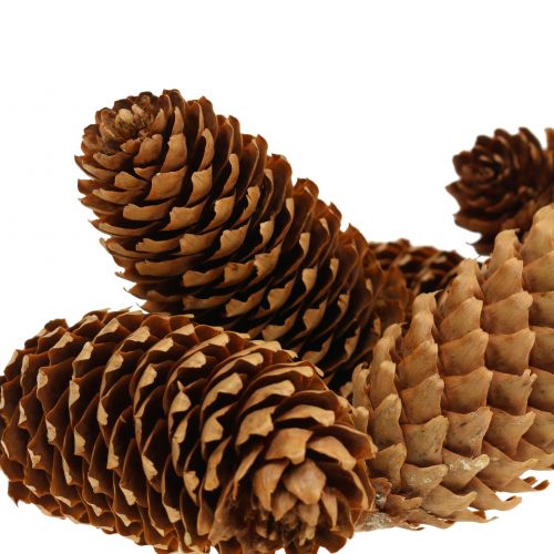 Floristik24 Cônes d&#39;épicéa nature 13cm 12 pcs