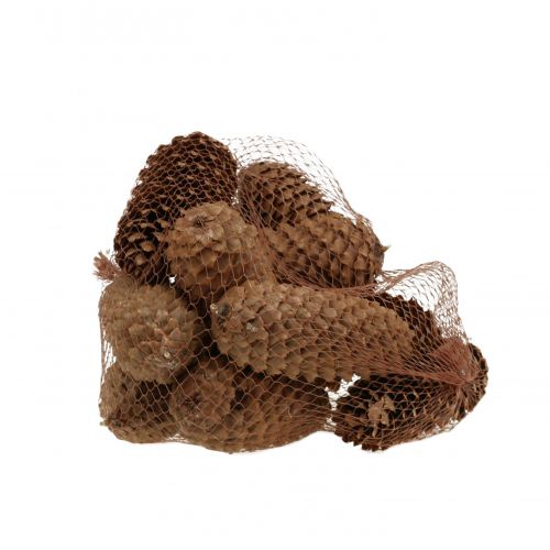 Floristik24 Cônes d&#39;épicéa nature 13cm 12 pcs