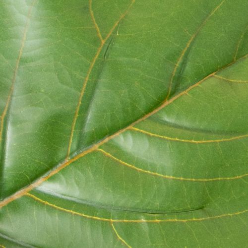 Ficus lyrata artificiel 120 cm décoratif pour salon | Floristik24.be