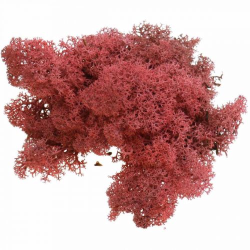 Article Mousse décorative Rouge Bordeaux Mousse de rennes pour travaux manuels 400g