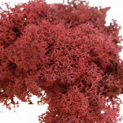 Article Mousse décorative Rouge Bordeaux Mousse de rennes pour travaux manuels 400g