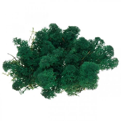 Floristik24 Mousse décorative verte islandaise préservée pour l&#39;artisanat 400 g