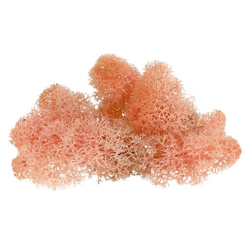 Floristik24 Mousse décorative Mousse d&#39;Islande rose 400g