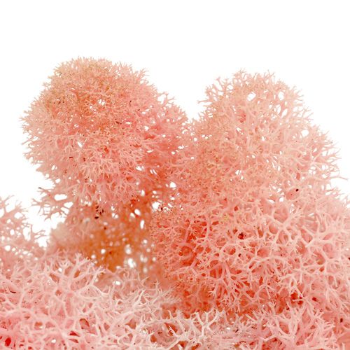 Article Mousse décorative Mousse d'Islande rose 400g