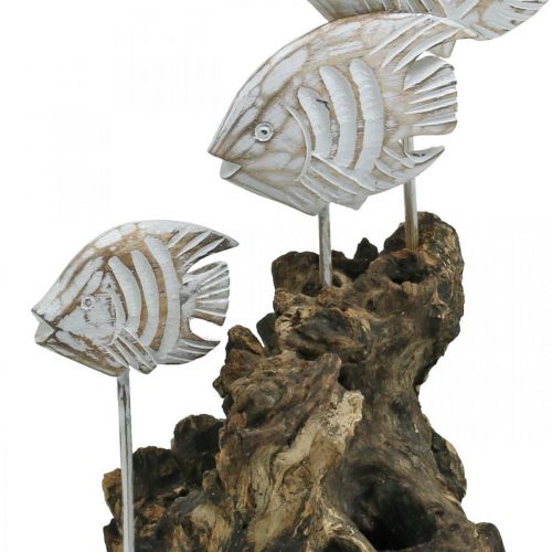 Floristik24 Poisson déco à la racine Décoration maritime blanc lavé H33cm