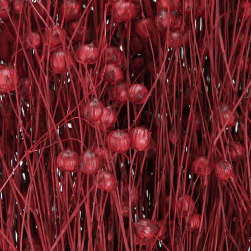 Floristik24 Lin Bordeaux Rouge Décoration Séchée Fleurs Séchées L55cm 80g