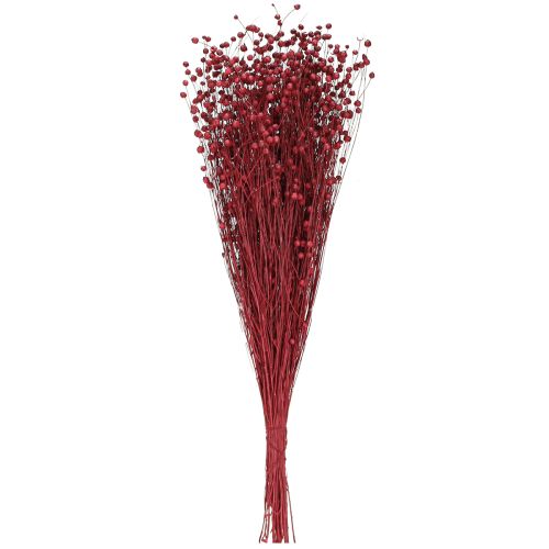 Floristik24 Lin Bordeaux Rouge Décoration Séchée Fleurs Séchées L55cm 80g