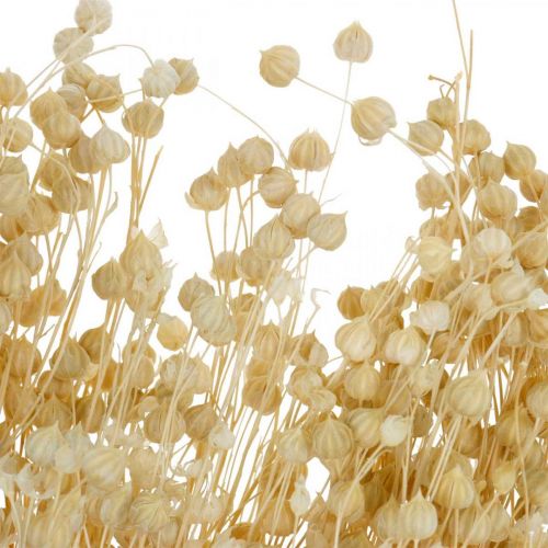 Article Lin blanchi séché graminées séchées fleuristerie 52cm 160g