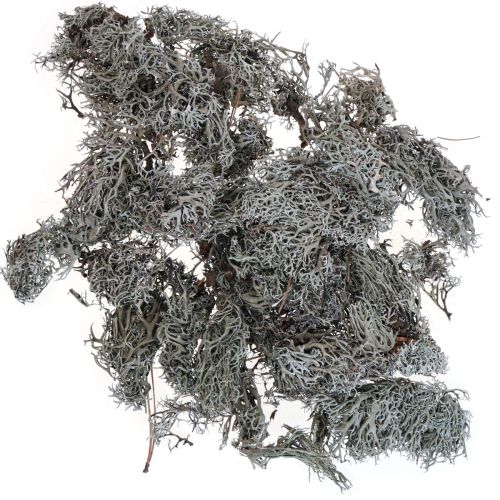 Lichen lichen mousse d&#39;arbre mousse décorative naturelle 1kg