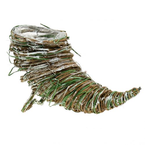 Saule corne d&#39;abondance H20cm