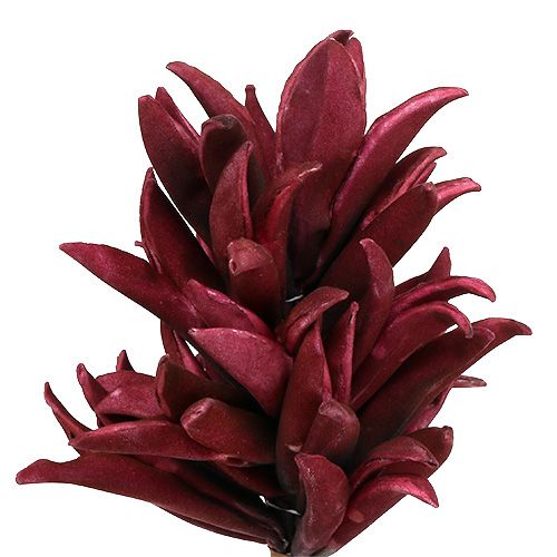 Floristik24 Fleur en mousse bordeaux 14cm L66cm