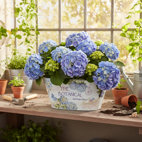 Article Coupe ovale en métal avec anses, pour hortensias, 32×15×15cm