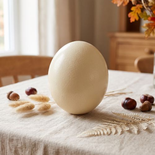 Article Œuf d'autruche naturel, vidé, décoratif