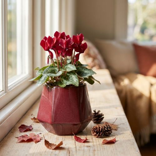 Cache-Pot Jardinière Céramique Rouge Hexagonal Ø10cm H9cm | Floristik24.be