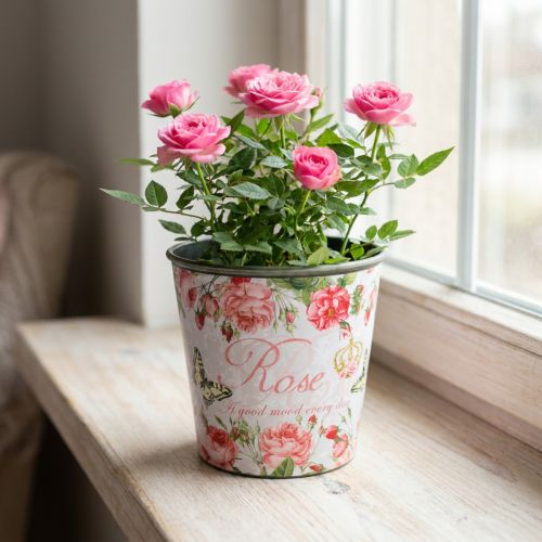 Jardinière, godet à planter, jardinière avec rosier H13cm Ø13.5cm | Floristik24.be