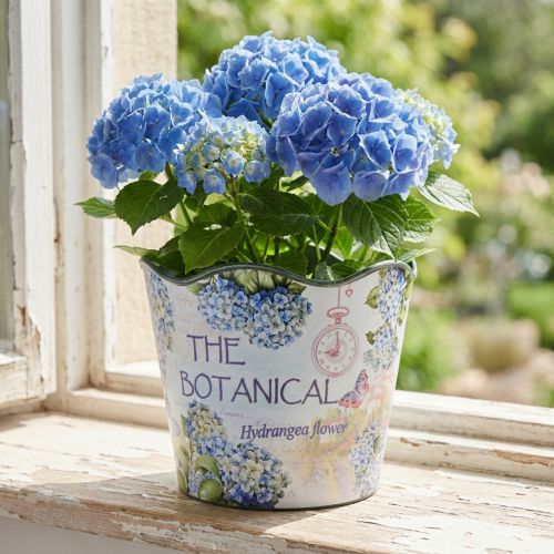 Jardinière pot de fleur en plastique hortensias d'été Ø16,5cm H13,5cm | Floristik24.be