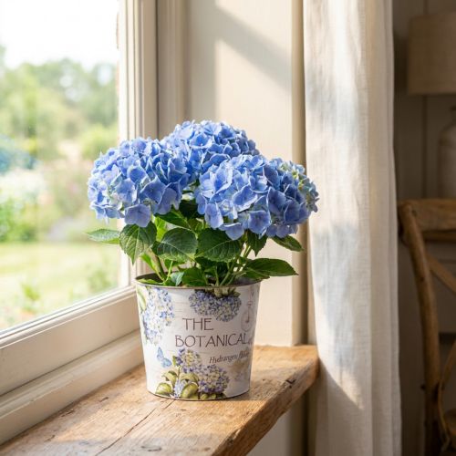 Jardinière pot de fleur hortensia plastique Ø13,5cm H12cm | Floristik24.be