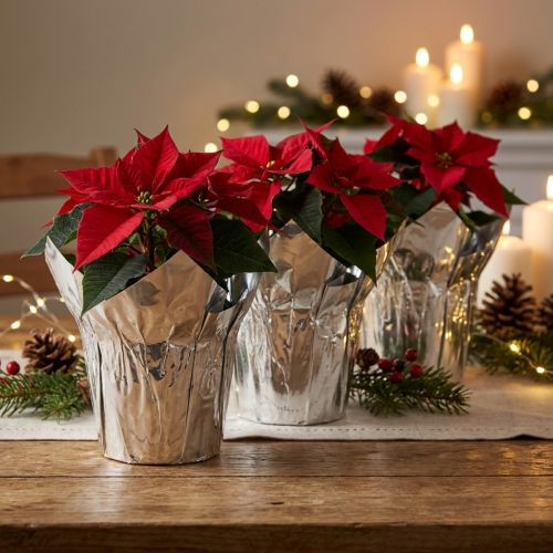 Jardinière argent brillant emballage cadeau Ø5,5cm H6cm 8 pcs | Floristik24.be