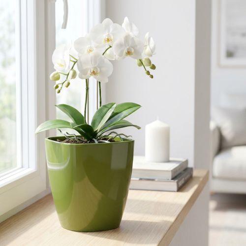 Pot à orchidées brillant Ø12,5cm vert olive 1 pièce | Floristik24.be
