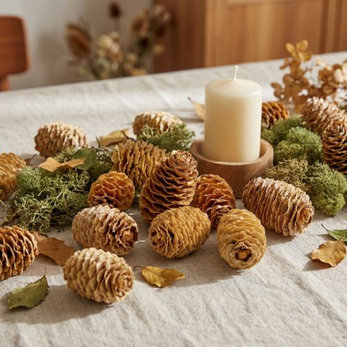 Cônes de sabulosum Couleur crème 4-6cm 500g | Floristik24.be