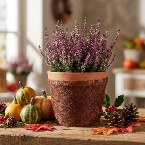 Polaire 8cm 25m marron | Floristik24.be