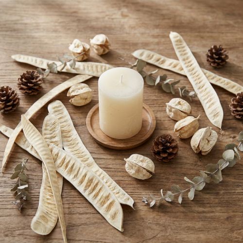 Pod Scaletta blanchi 25 pcs | Floristik24.be