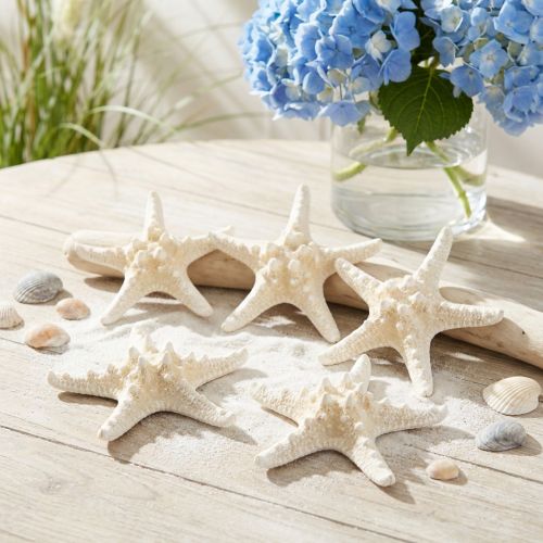 Étoile de mer décorative grande étoile de mer cloutée blanche séchée 19-26cm 5 pcs | Floristik24.be