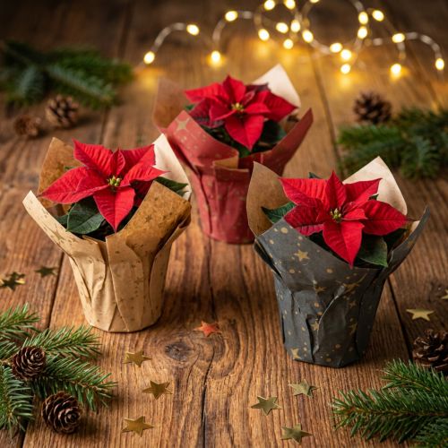 Jardinière papier étoiles rouge/anthracite/naturel Ø4,5cm H6cm 9 pcs | Floristik24.be