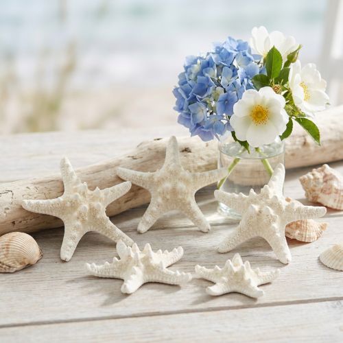 Article Étoiles de mer décoratives blanches séchées pour travaux manuels, 7-11 cm, 15 pièces