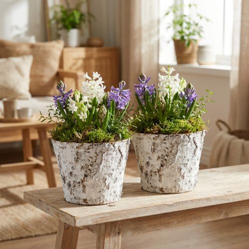Pot déco bouleau blanchi cache-pot Ø18cm H15cm 2pcs | Floristik24.be