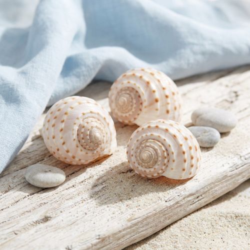 Moules Tonna Tessalata 7 pcs | Floristik24.be