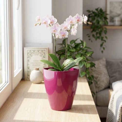 Pot à orchidées brillant Ø12,5cm cerise 1 pc | Floristik24.be
