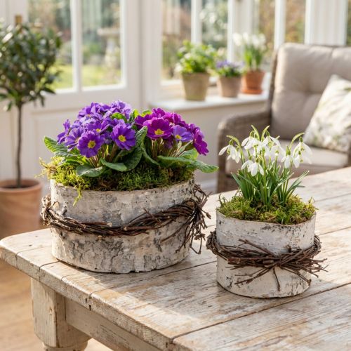 Jardinière bois bouleau bois bouleau pot blanc Ø11/16cm lot de 2 | Floristik24.be