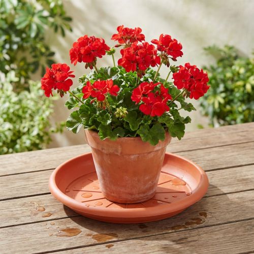 Dessous de verre « Linda » Ø33cm terre cuite | Floristik24.be