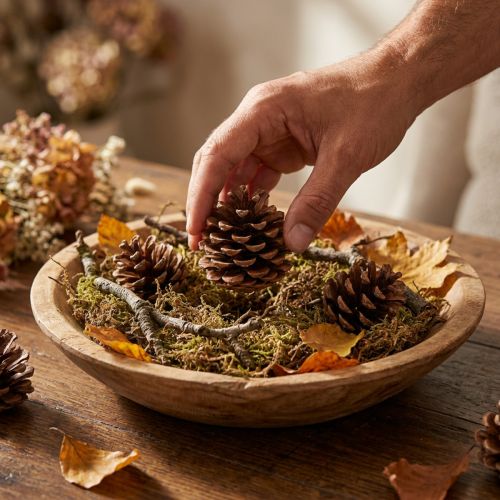 Pommes de pin Pinus Pinea de taille moyenne, naturelles, 8-10 cm, 50 pièces | Floristik24.be