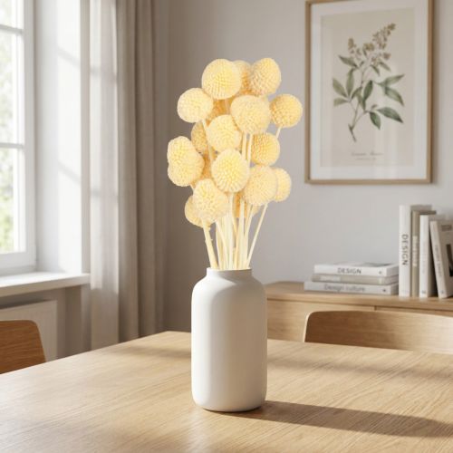 Décoration de fleurs séchées Craspedia couleur crème, 20 pièces, 50-55 cm | Floristik24.be