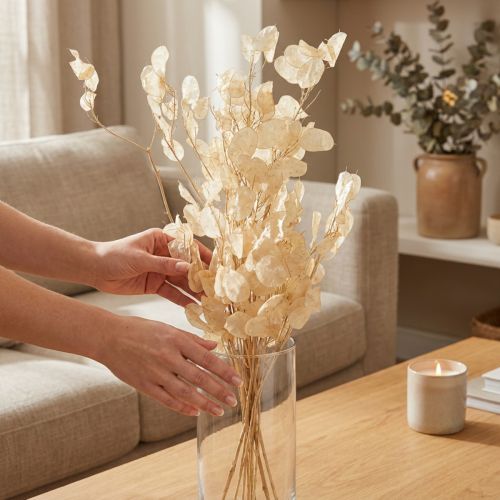 Article Fleurs sechées Monnaie du pape Lunaria Champagne 65-70cm 20g