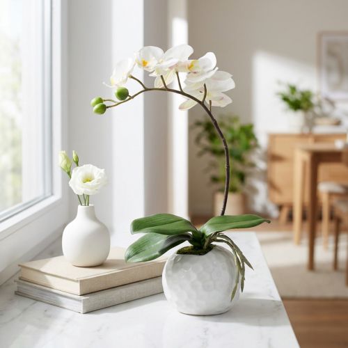 Crème Phalaenopsis dans un pot en céramique 33cm | Floristik24.be