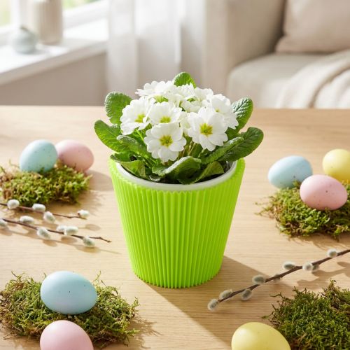 Poignets plissés vert clair 10,5cm 100 pièces | Floristik24.be