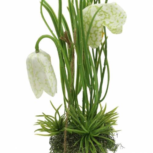 Floristik24 Fritilaria dans la coquille d'oeuf à suspendre vert, blanc 25cm