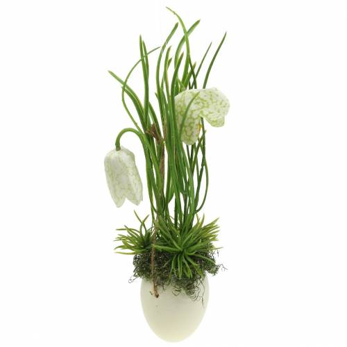 Floristik24 Fritilaria dans la coquille d&#39;oeuf à suspendre vert, blanc 25cm