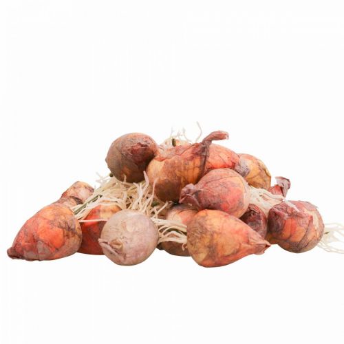 Article Décoration végétale mini betteraves artificielles Ø2,5cm H3,5cm 24 pcs