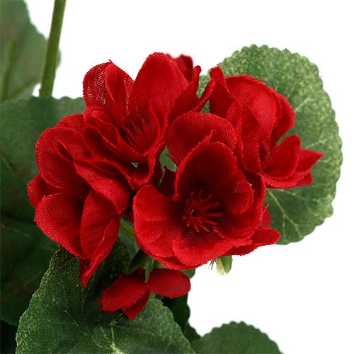 Floristik24 Buisson de géranium rouge 36cm