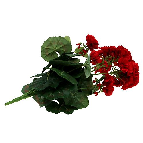 Floristik24 Buisson de géranium rouge 36cm