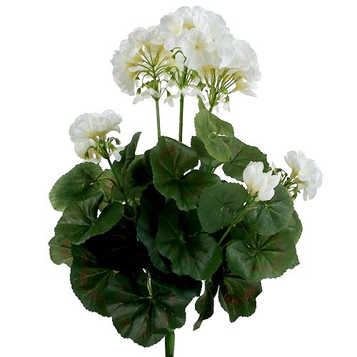 Floristik24 Buisson de géranium blanc 38cm